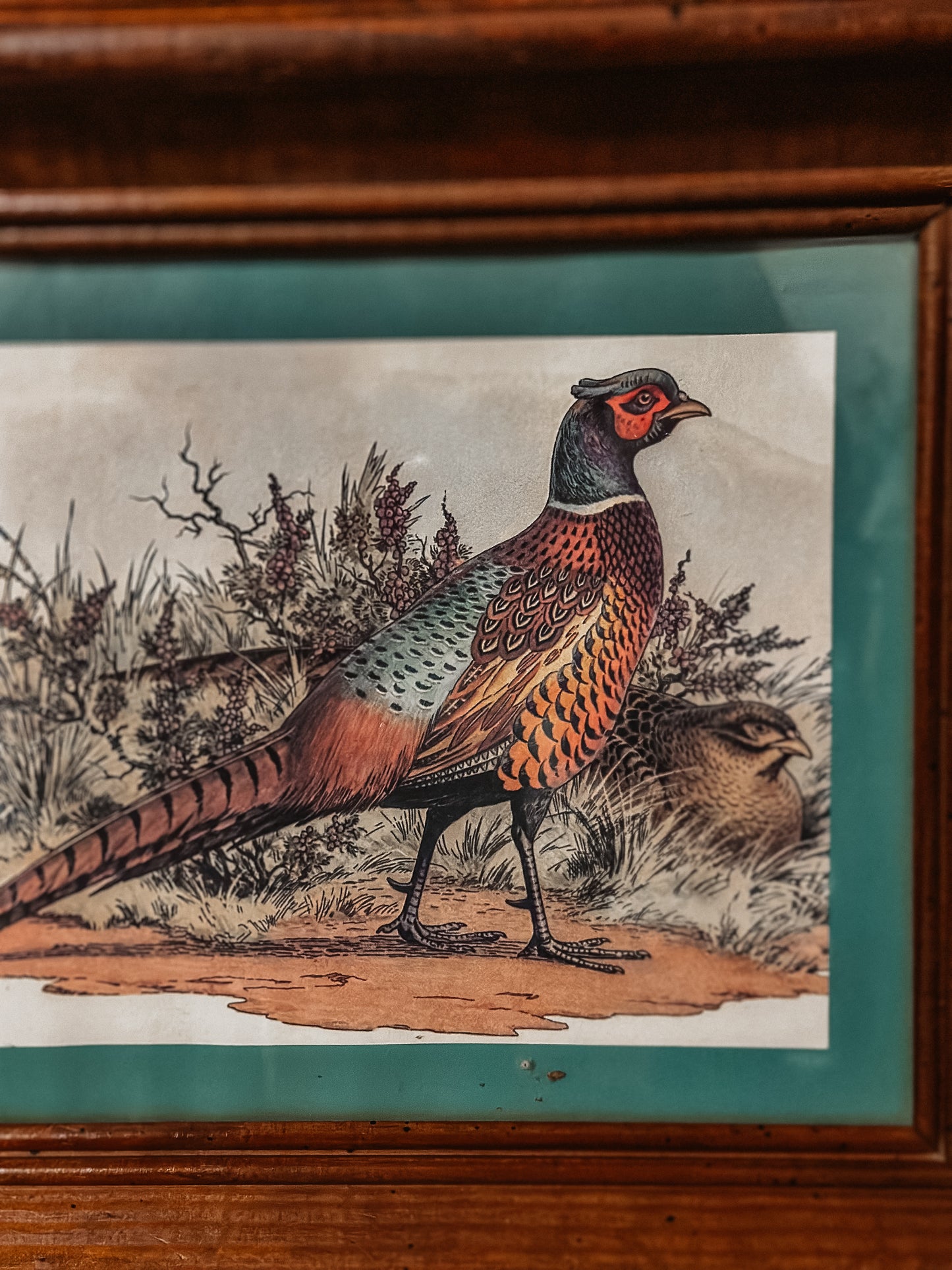 Vtg. Framed Pheasant Print
